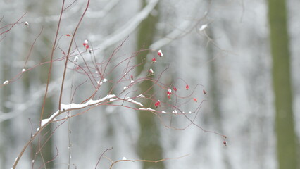 Rosehip Berries In Snow In Winter. Red Rosehip Berries In Winter Frost.