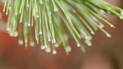 Sunny Branch Of Pine With Long Green Needles In Rain Drops. Wet Pine Branches With Drops On Needles...
