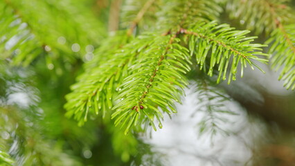 Nature Background. Branch Of A Coniferous Tree With Drops Of Water. Moody Atmosphere Of A Rainy...