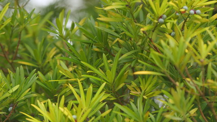 Obraz premium Christmas Tree With Berries. Podocarpus Macrophyllus Berries. Leaves Are Thick And Glossy. Selective focus.