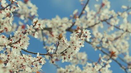 Flowering Blood Plum. Nature Beauty Concept. Cherry Blossoms With Burgundy Leaves.