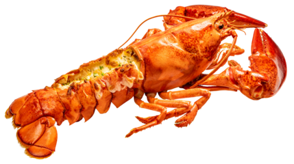 Steam Lobster on white background, Cook Canadian Lobster isolate on white with clipping path.