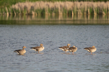 Greylag geese or graylag geese - Anser anser in water with reeds in background. Photo from Milicz Ponds in Poland.