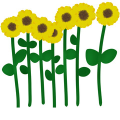 Sunflower illustration