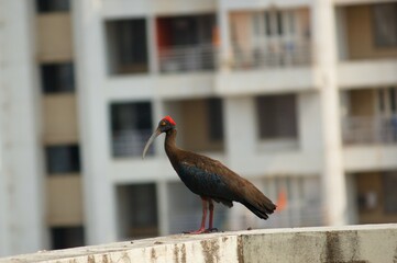 Red-Capped Ibis: Stunning Avian Beauty of India