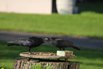 Zwei Krähen im Garten an der Futterstelle - Trinken und Futter Krähe im Grünen - Ornithologie,...