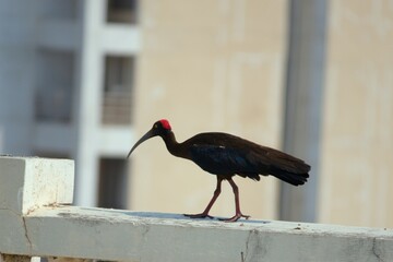 Red-Capped Ibis: Stunning Avian Beauty of India