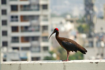 Red-Capped Ibis: Stunning Avian Beauty of India