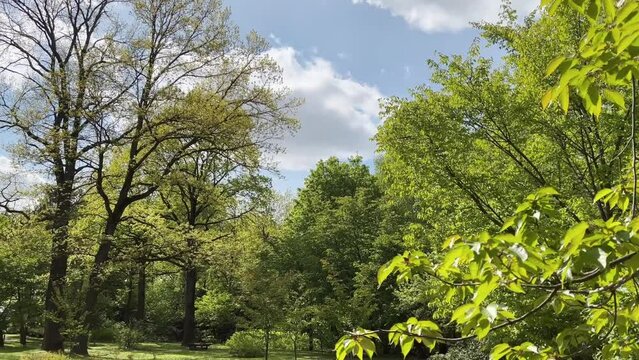 Forest view