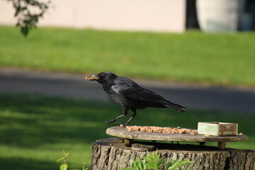Eine Krähe kurz vor dem Abflug mit vollem Schnabel an einer Futterstelle im Grünen. Ornithologie, Corvus