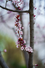 A Taste of Lanzhou - Spring