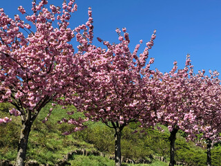 Sakura trees pink cherry blossom in the spring garden.