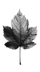 black  leaf on white isolate background