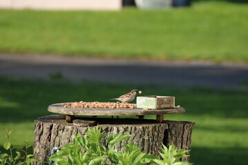 Ein kleiner Vogel steht mit Futter im Schnabel an der Tränke um es einzutauchen. Vogelkunde