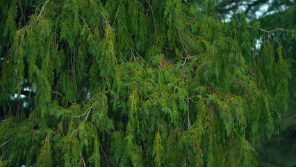 Cupressaceae Famiily - Thuja Trees. Branches Of Tree Swaying In The Wind. Still.