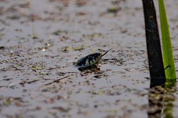 Snake swimming in a pond with its tongue on top.