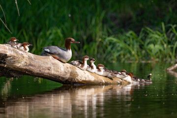 Mergus merganser on a log with ducklings. Greater Merganser, Mergus merganser, with chicks on a branch