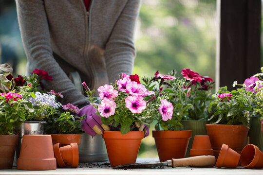 Senior woman planting flowers into pots