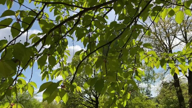 Sun beams getting through tree foliage and branches against blue sky.