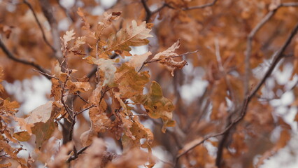 Beautiful Autumn Landscape. Natural Sunlight. Orange Dry Oak Foliage In Autumn Season.