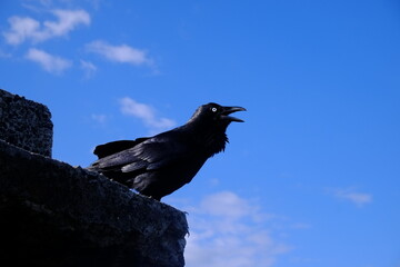 yelling raven on a fence