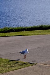 seagull alongside the beach