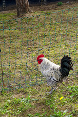 Close-up side view of beautiful black and white cock outdoors on meadow at farm at Swiss City of...