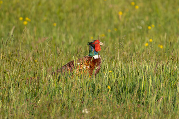 Common pheasant - Phasianus colchicus male hidden in green grass. Photo from Milicz Ponds in Poland.	