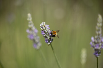 visuale macro di un'ape su un fiore viola di lavanda su sfondo sfuocato
