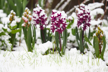 snow in spring hyacinth flowers in snow