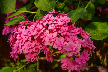 Hydrangea macrophylla 'You & me Love' double pink flowers