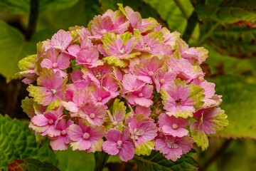 Close-up photo of bicolor pink green Hydrangea macrophylla 'Magical Jade' flower