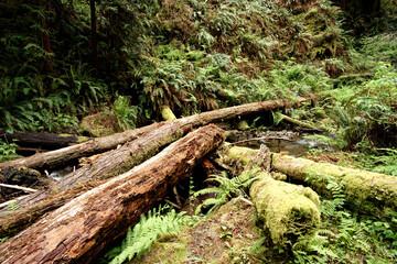 Fallen Trees at Van Damme State Park, Mendocino, California, USA