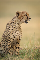 Cheetah seated, Maasai Mara, Kenya