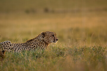 Cheetah lying on the grass, Maasai Mara, Kenya