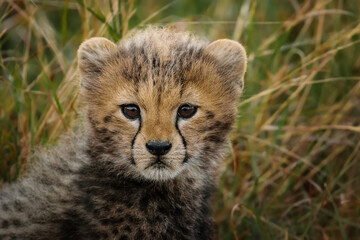 Cheetah cub, Maasai Mara, Kenya