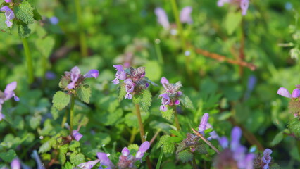 Purple Archangel In Springtime. Bluming May Meadow. Field Of Wild Purple Flowers. Medicinal Herbs...