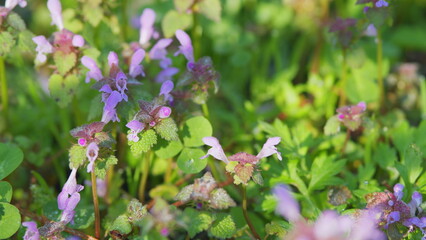 Flowering Purple Dead-Nettle Or Lamium Purpureum Plants In Meadow. Purple Flowers With Blurred...