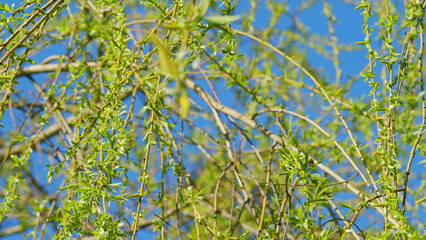 Male Flowers Of The Weeping Willow. Big Beautiful Tree.