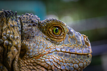 Closeup view of eye of an Iguana.