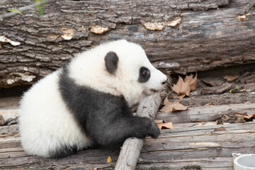 playful Little Panda , Chengdu, China