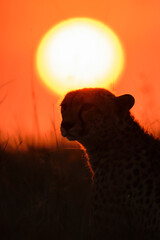 Cheetah at sunrise, Maasai Mara, Kenya © p_chadha