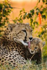 Cheetah mother licking her cub, Maasai Mara, Kenya