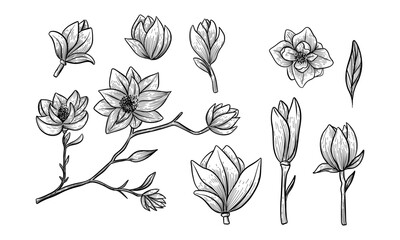 Magnolia flower set. Vector hand drawn botanical illustration. Isolated objects on white
