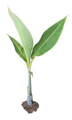 A young banana plant isolated on a white background
