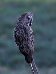 Great grey owl (Strix nebulosa)