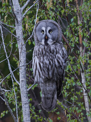 Great grey owl (Strix nebulosa)