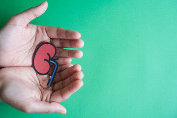 Hands holding kidney shaped paper, world kidney day, National Organ Donor Day, charity donation...