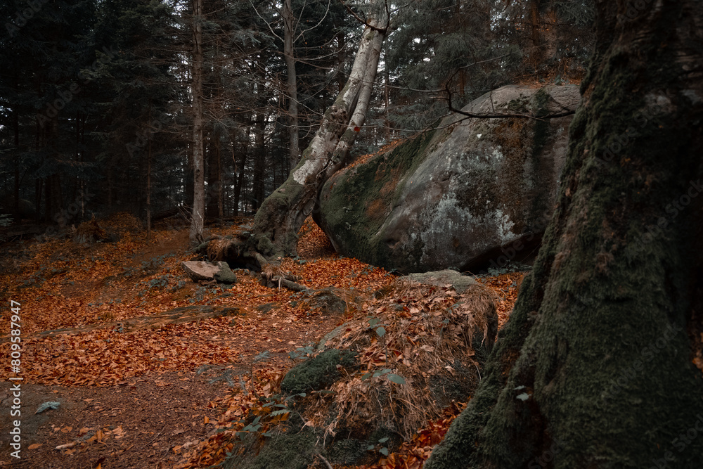 Poster ancient forest landscape with falling trees and megalith stones dramatic moody environment space dus