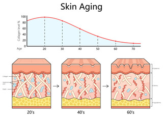 skin aging process from the 20s to the 60s, showing the decrease in collagen, elastin, and hyaluronic acid diagram hand drawn schematic vector illustration. Medical science educational illustration
